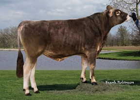 7BS00873 MEADO-BROOK DREAMIN SHAW ET TM BH2C შვიცი წაბლა შვიცური